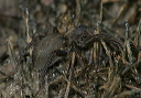 wolf_spider_1253