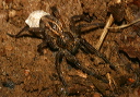 wolf_spider_287