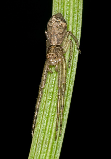 Tmarus angulatus Thomisidae