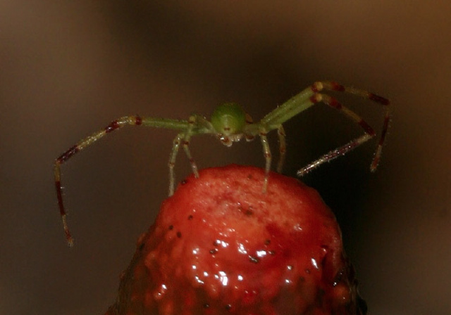 Misumessus oblongus? Thomisidae