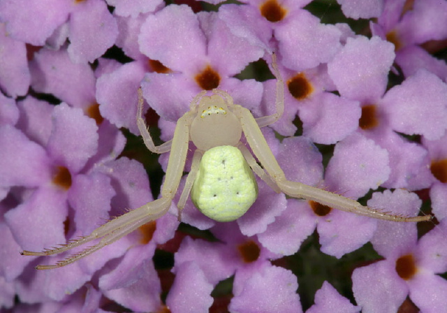 Misumena vatia Thomisidae