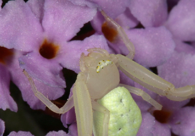 Misumena vatia Thomisidae