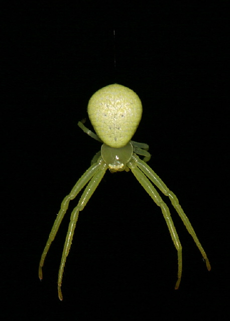 Mecaphesa sp.? Thomisidae