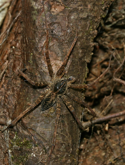 Dolomedes scriptus Pisauridae