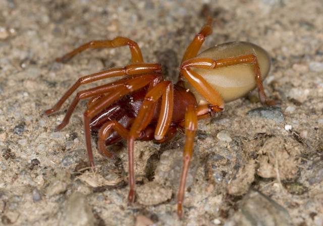 Dysdera crocata Dysderidae