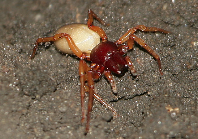 Dysdera crocata Dysderidae