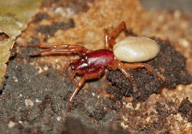 Dysdera crocata Dysderidae