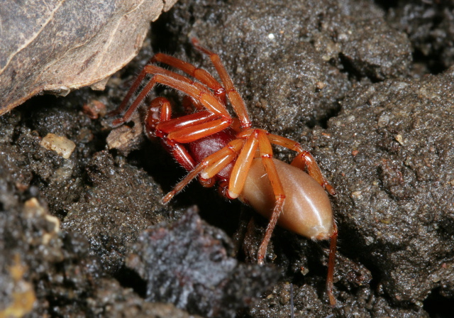 Dysdera crocata Dysderidae