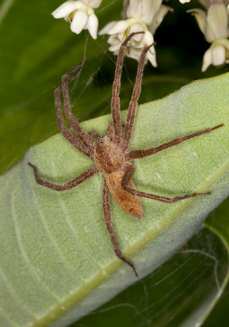 Pisaurina mira? Pisauridae