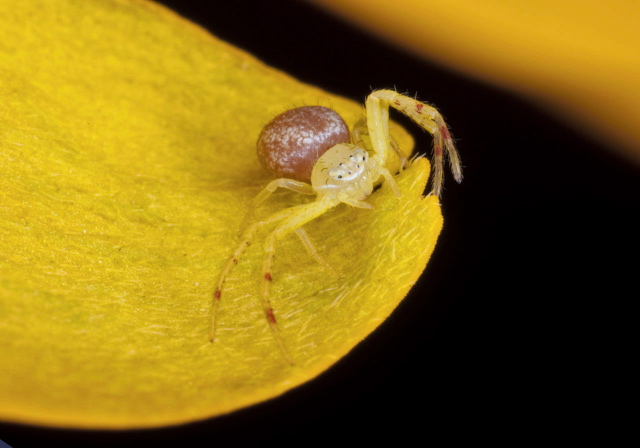 Mecaphesa sp. Thomisidae