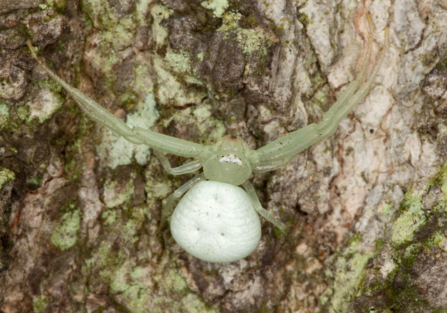 Mecaphesa sp.? Thomisidae