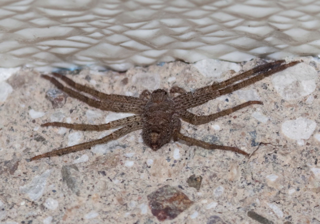 Heteropoda venatoria Sparassidae