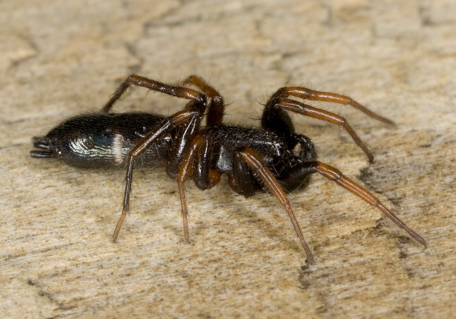 Sergiolus sp.? Gnaphosidae