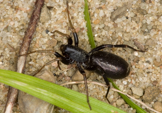 Castianeira longipalpa Corinnidae