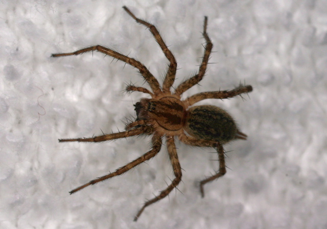 Agelenopsis sp. Agelenidae