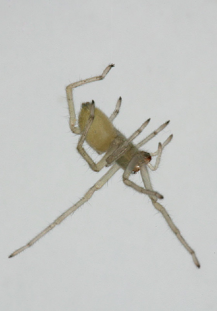 Cheiracanthium sp. Miturgidae