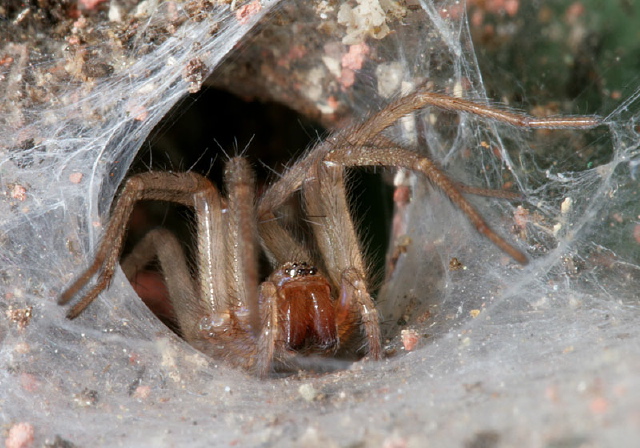 Tegenaria sp. Agelenidae