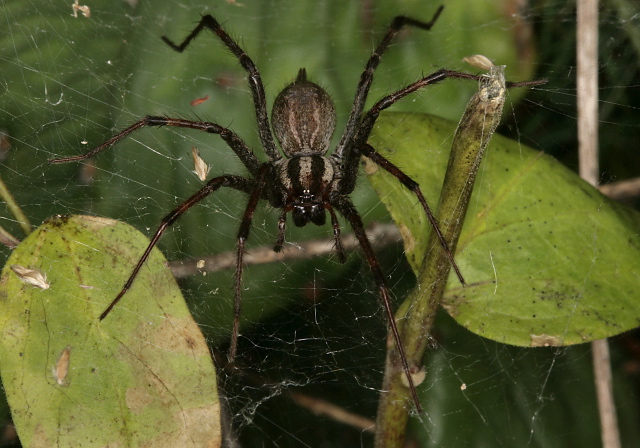 Agelenopsis sp. Agelenidae