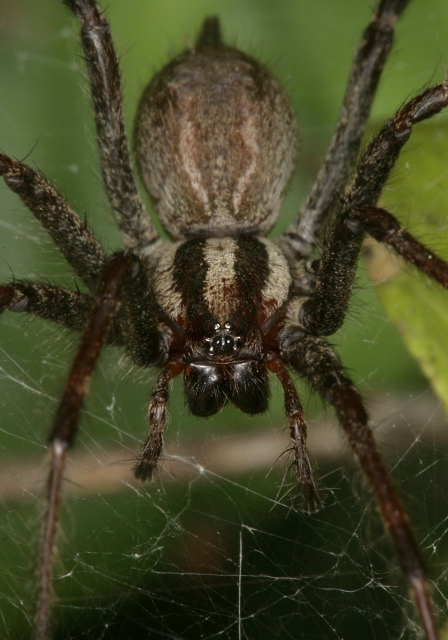 Agelenopsis sp. Agelenidae