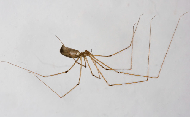 Pholcus phalangioides Pholcidae