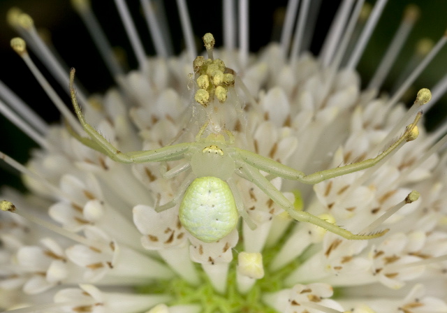 Mecaphesa sp.? Thomisidae