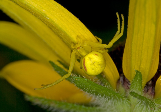 Misumena vatia Thomisidae