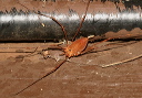 harvestman058