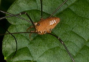 harvestman_1863