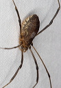 harvestman_2426