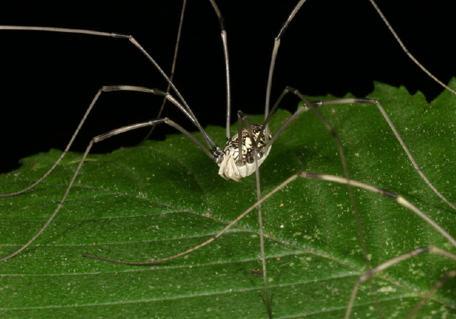   Sclerosomatidae