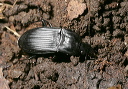 beetle_0853