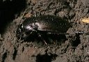 beetle_0859