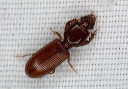 clivina_2158