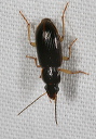 ground_beetle8385