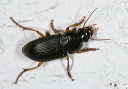 ground_beetle_1232