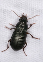 ground_beetle_1730
