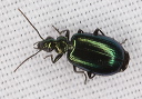 ground_beetle_2497