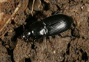 ground_beetle_7822