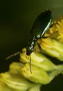 lebia_viridis4794