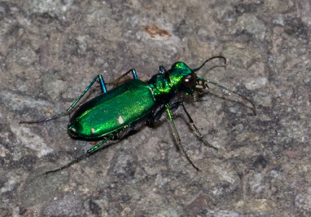 Cicindela sexguttata Carabidae