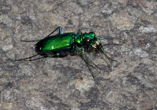 Cicindela sexguttata Carabidae