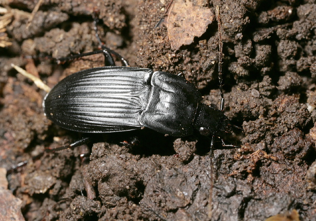 Dicaelus dilatatus Carabidae