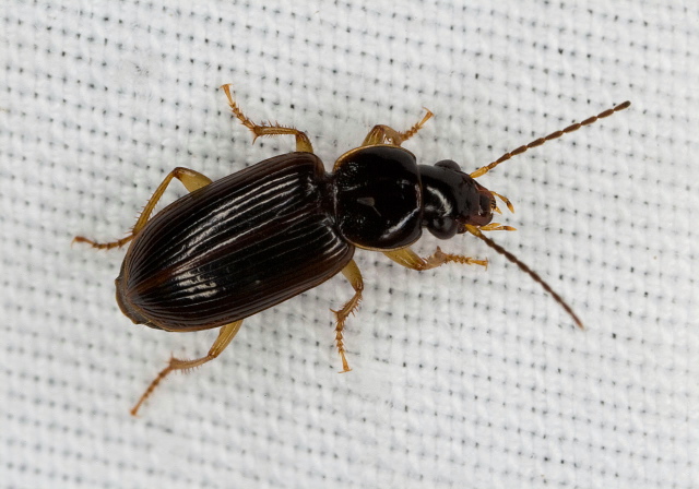 Stenolophus ochropezus Carabidae