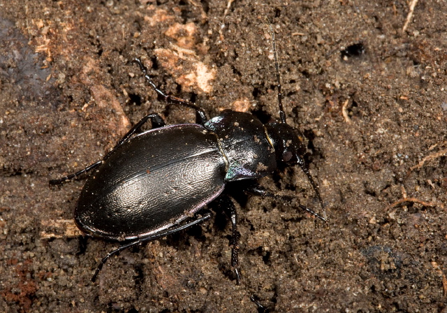 Carabus nemoralis Carabidae