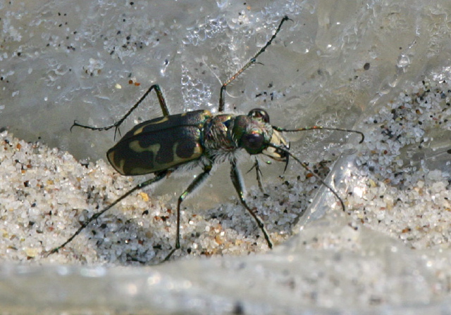 Cicindela repanda Carabidae