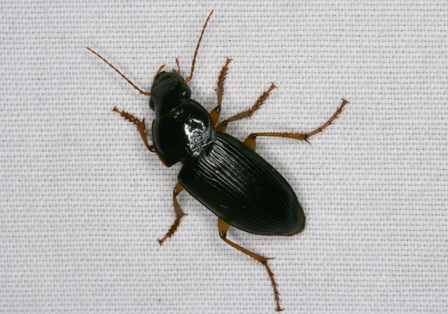 Harpalus pensylvanicus Carabidae