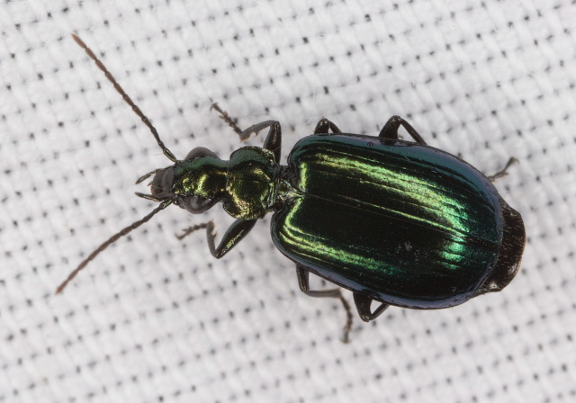 Lebia viridis Carabidae