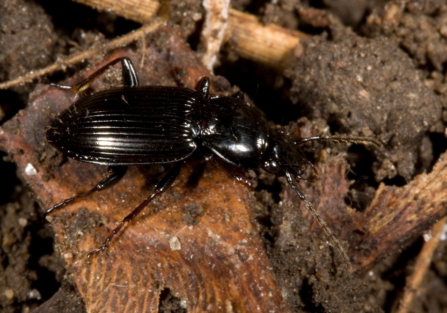   Carabidae