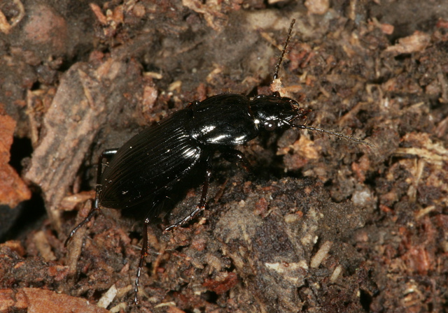   Carabidae