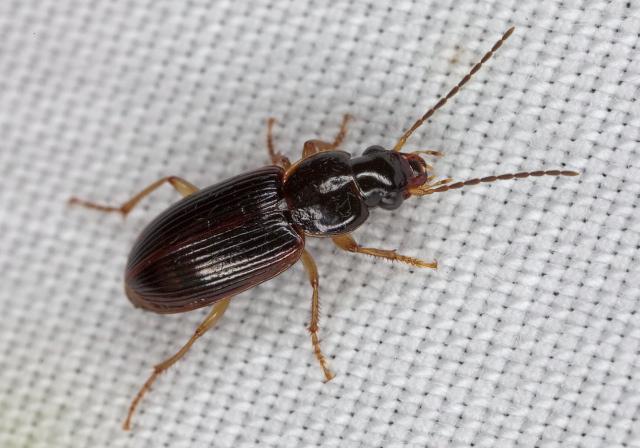 Stenolophus ochropezus Carabidae